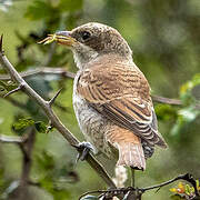 Red-backed Shrike