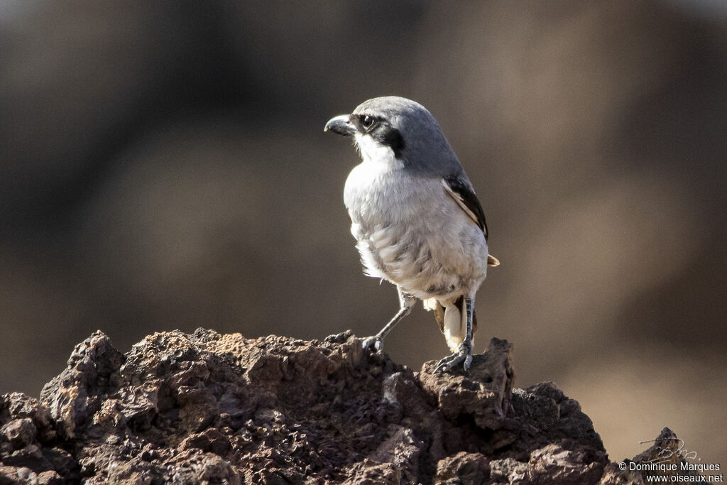 Pie-grièche grise, identification