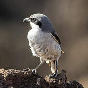 Great Grey Shrike