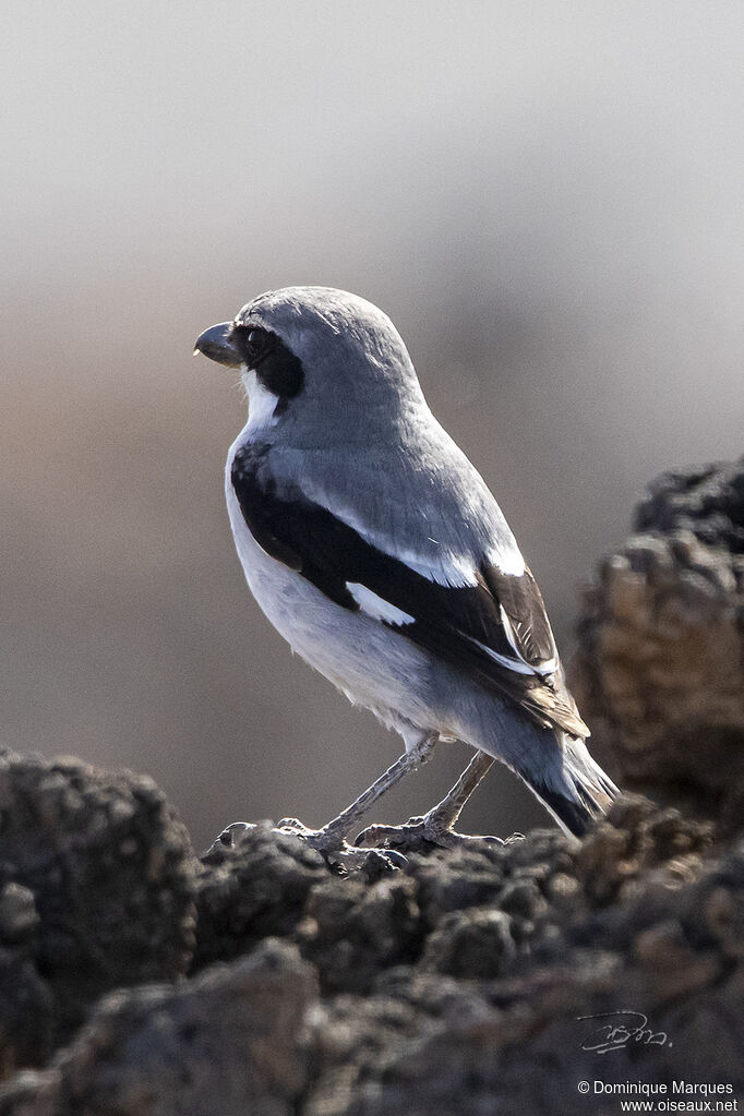 Great Grey Shrikeadult, identification