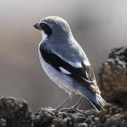 Great Grey Shrike