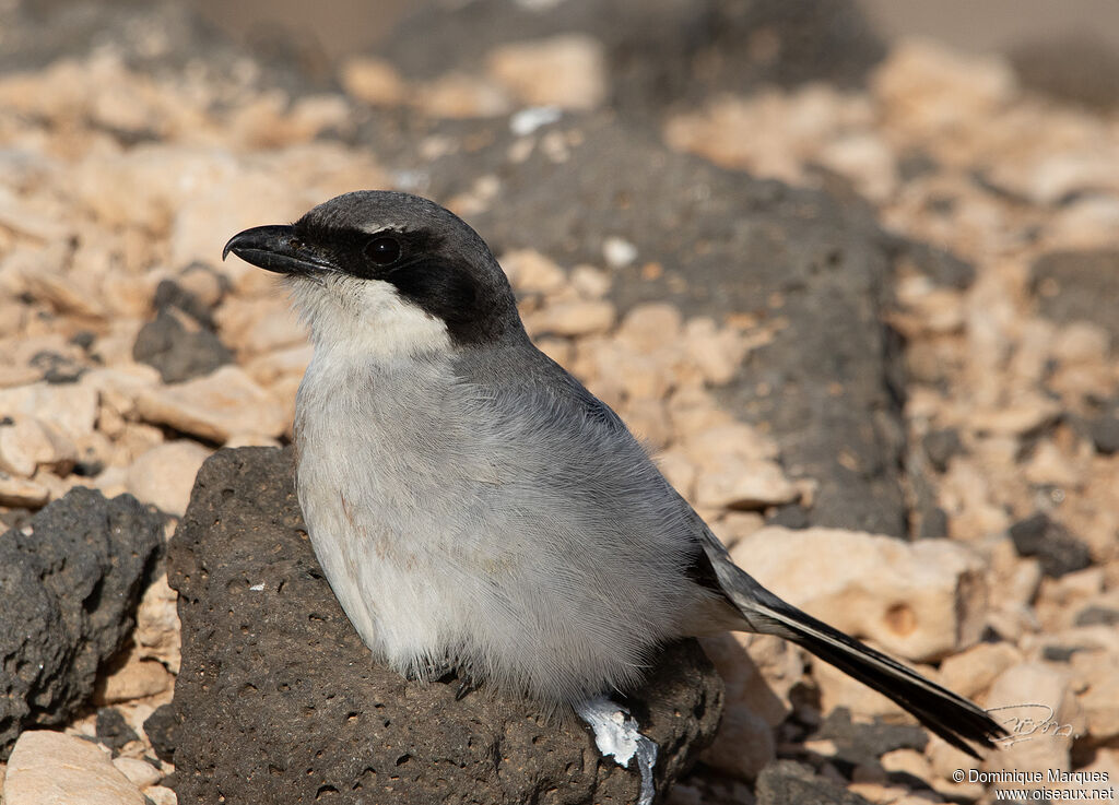 Great Grey Shrike, close-up portrait