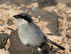 Great Grey Shrike