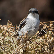 Great Grey Shrike