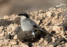 Great Grey Shrike