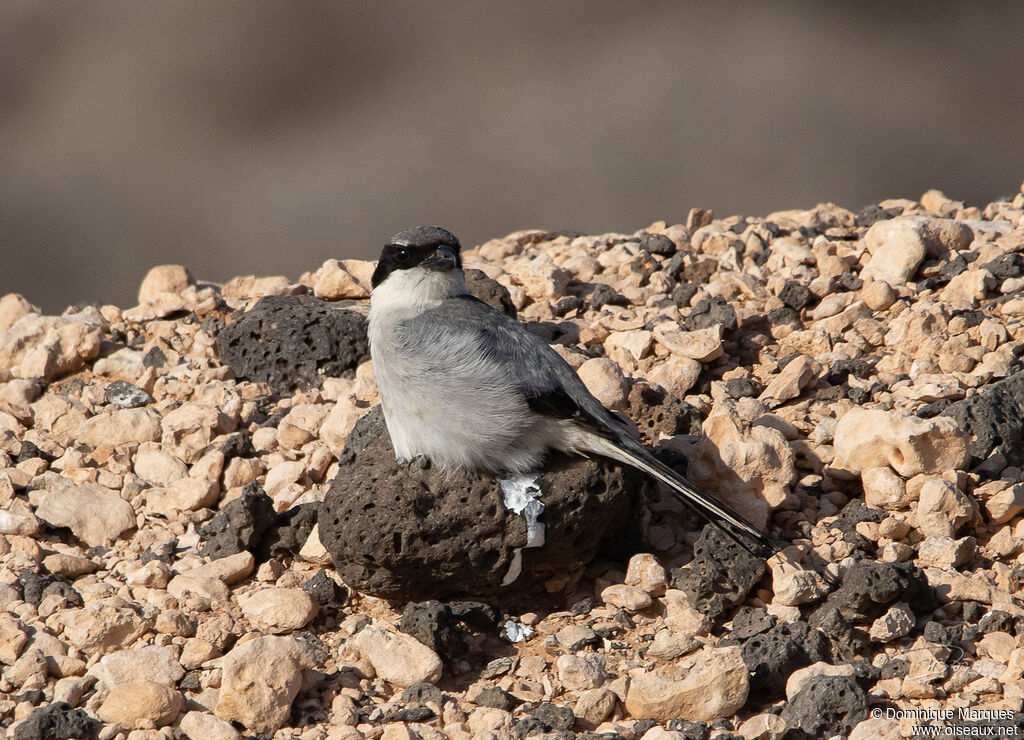 Great Grey Shrike, identification