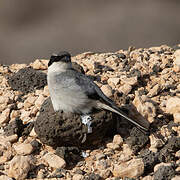 Great Grey Shrike