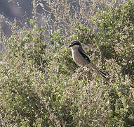 Iberian Grey Shrike