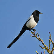 Eurasian Magpie