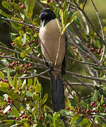 Iberian Magpie