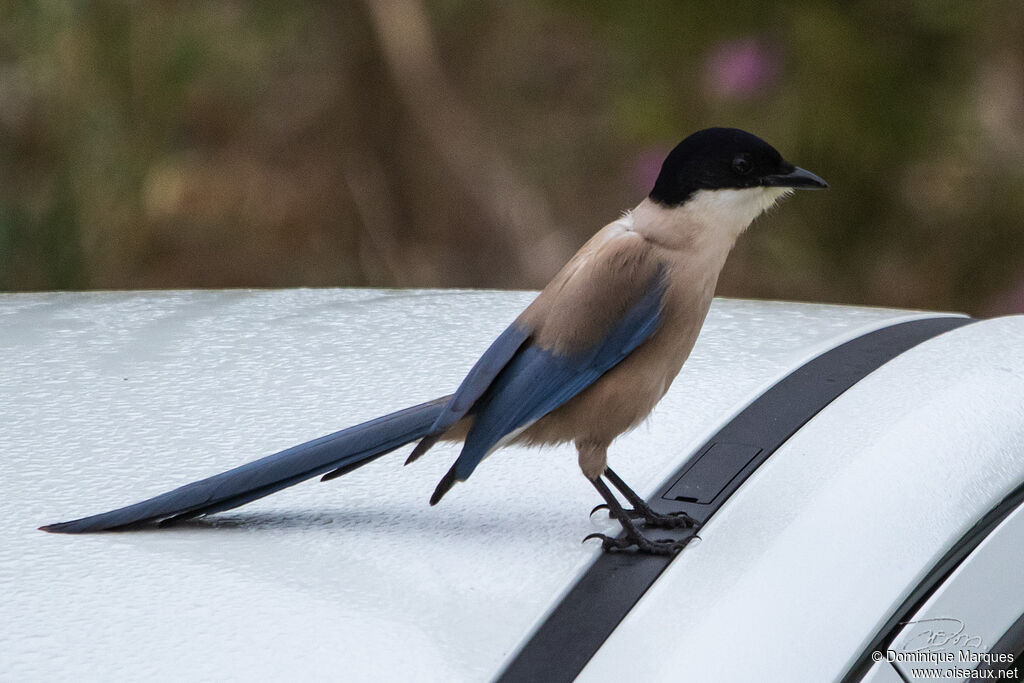 Iberian Magpieadult, identification