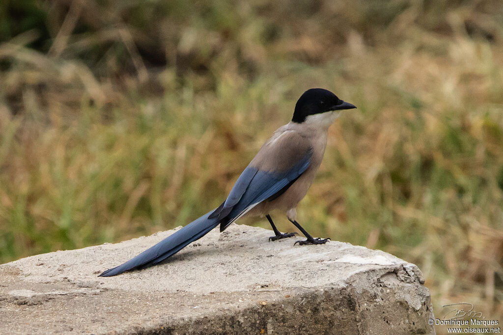 Iberian Magpieadult, identification