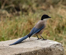 Iberian Magpie