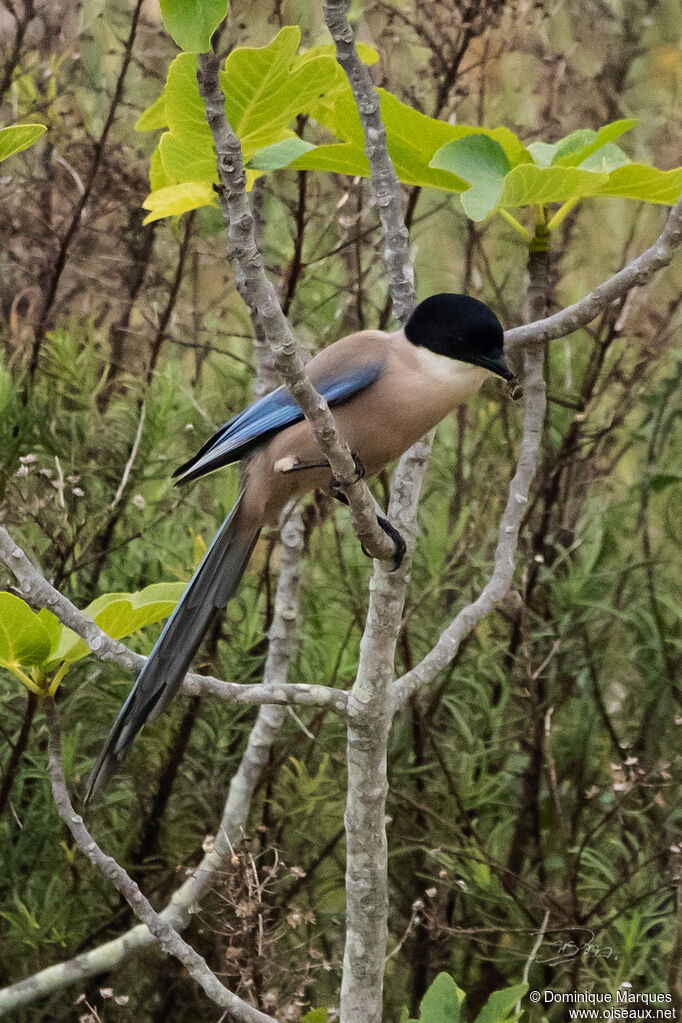 Iberian Magpieadult, identification