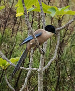 Iberian Magpie