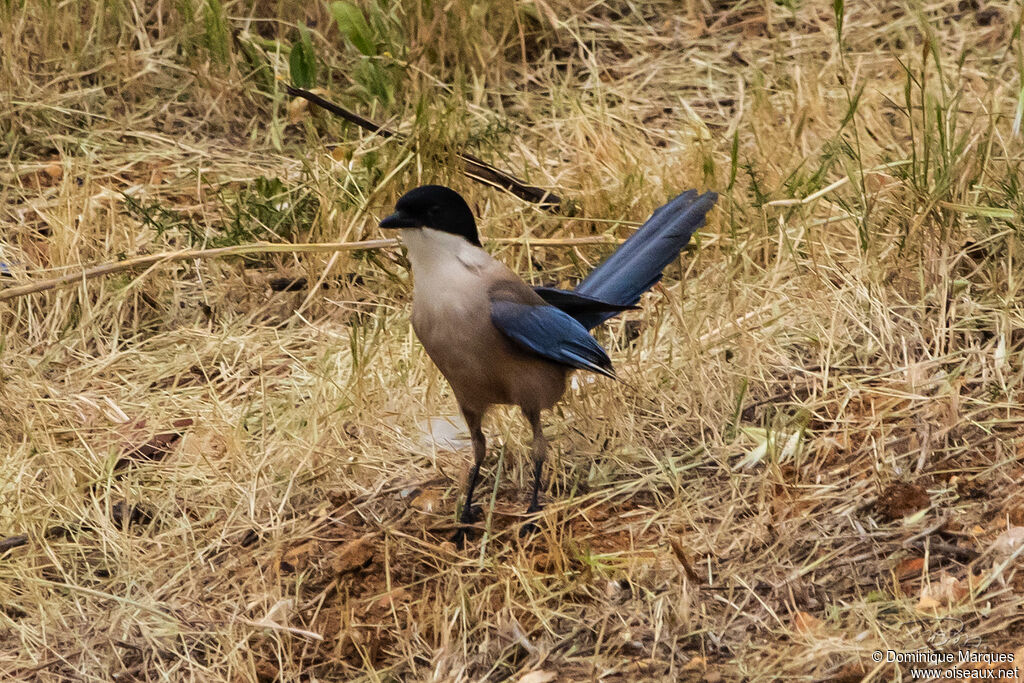 Iberian Magpie