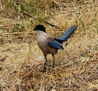 Iberian Magpie