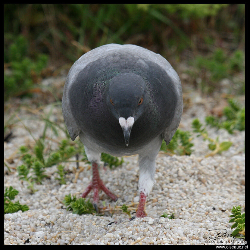 Rock Doveadult, close-up portrait, Behaviour