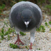 Rock Dove