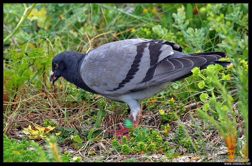 Pigeon bisetadulte, identification