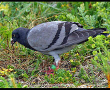 Rock Dove