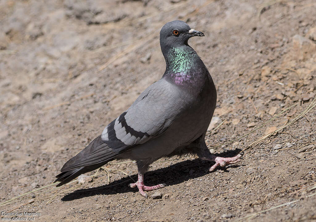 Pigeon bisetadulte, identification