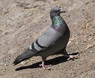 Pigeon biset