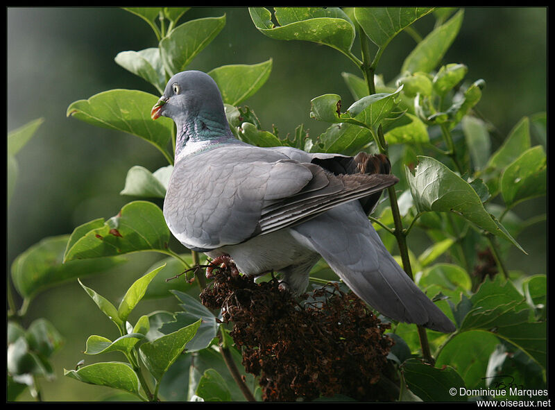 Pigeon ramieradulte, identification, régime