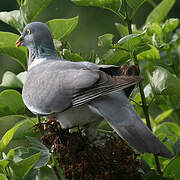 Common Wood Pigeon