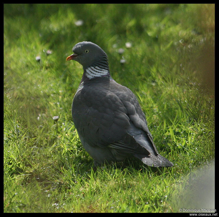 Pigeon ramieradulte, identification