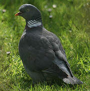 Common Wood Pigeon