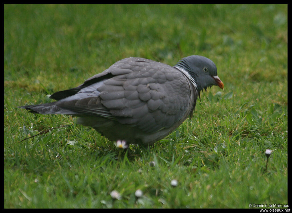 Common Wood Pigeon