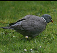 Common Wood Pigeon