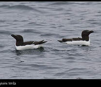 Pingouin torda