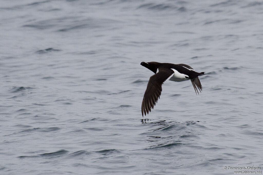 Razorbill, identification, Flight