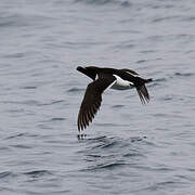 Razorbill