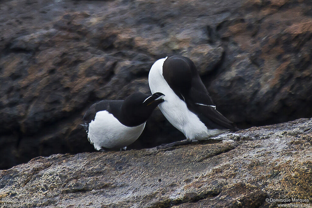 Razorbilladult, courting display, Behaviour