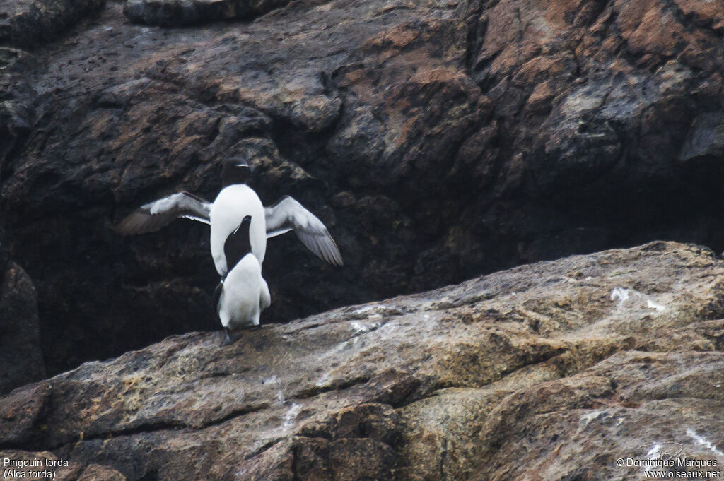 Razorbilladult, mating., Behaviour