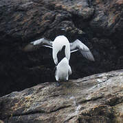 Razorbill