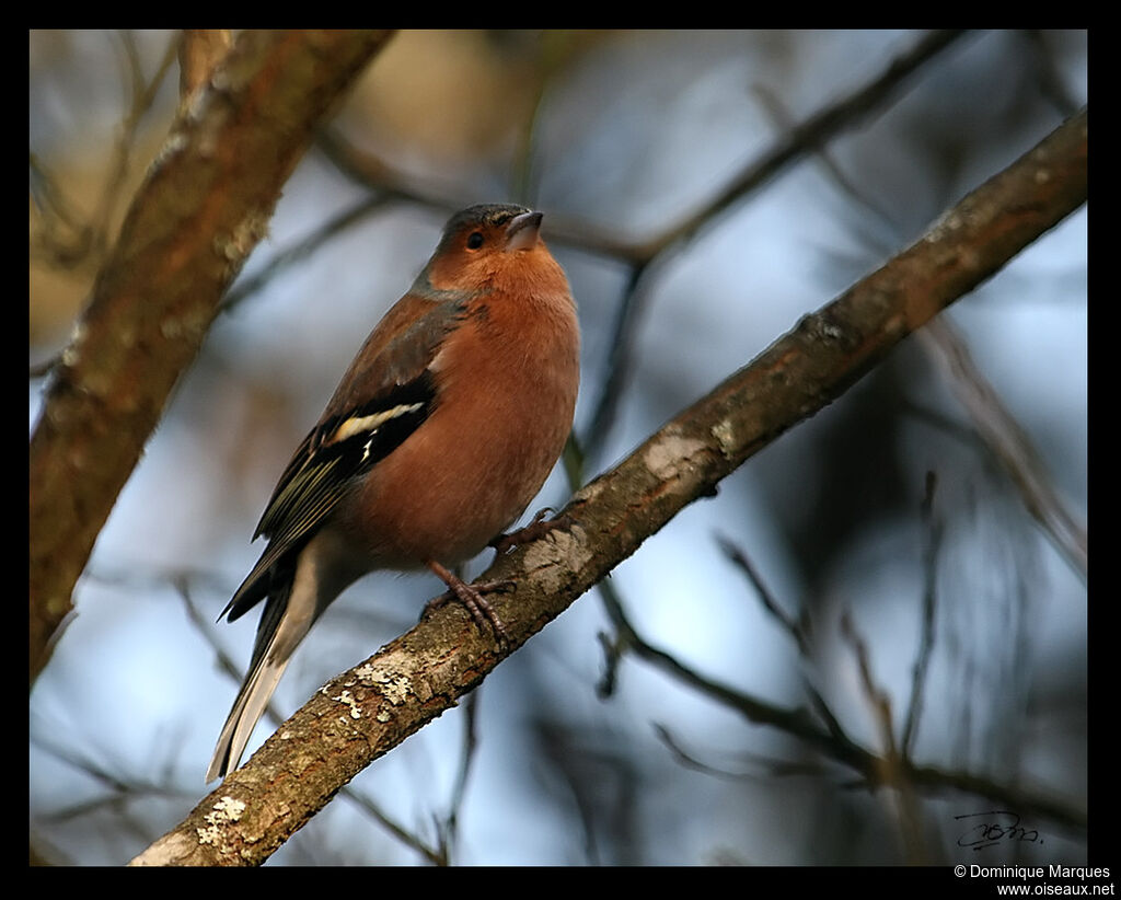 Common Chaffinch male adult