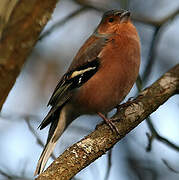 Common Chaffinch