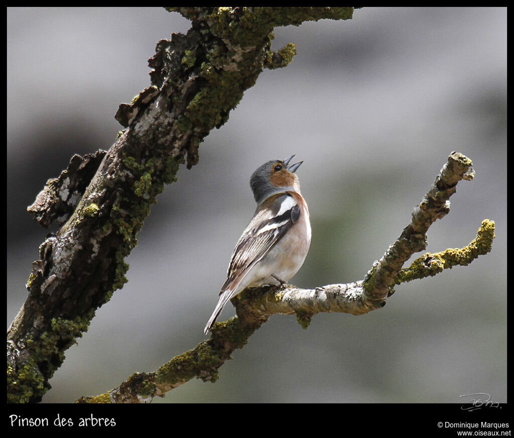 Pinson des arbres mâle adulte nuptial, identification, chant