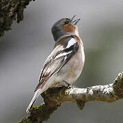 Eurasian Chaffinch