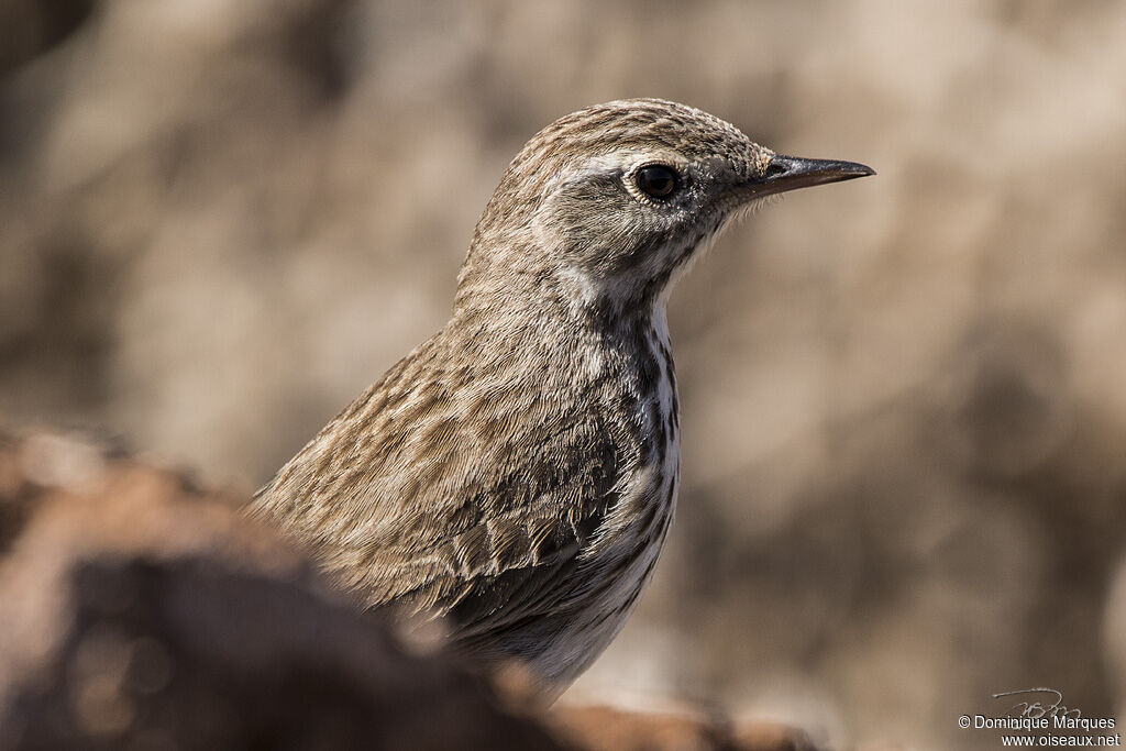 Pipit de Berthelotadulte, portrait