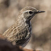 Berthelot's Pipit