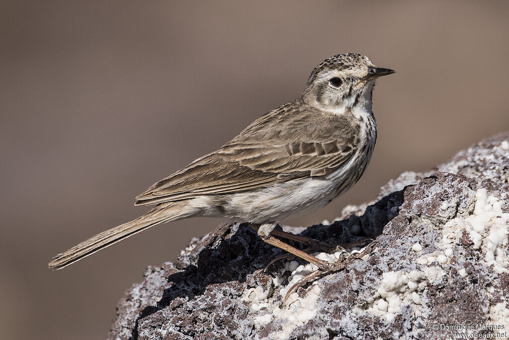 Pipit de Berthelotadulte, identification