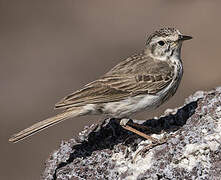 Berthelot's Pipit