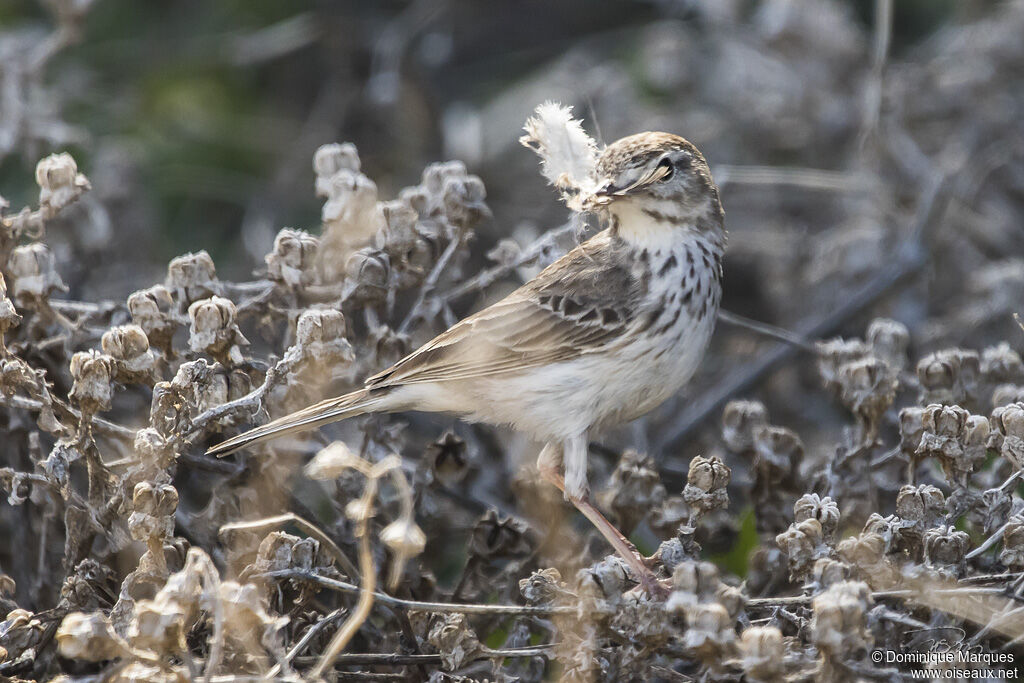 Berthelot's Pipitadult, Reproduction-nesting