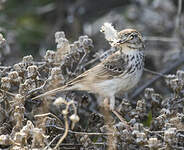 Pipit de Berthelot