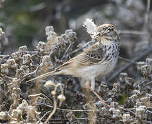 Pipit de Berthelot